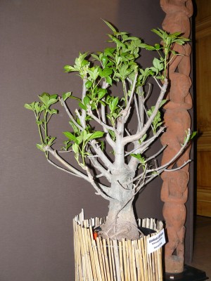 P1070793.JPG (784.67 Kio) Consulté 48361 fois P1070793.JPG