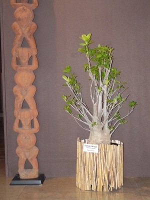 P1070792.JPG (635.91 Kio) Consulté 48363 fois P1070792.JPG