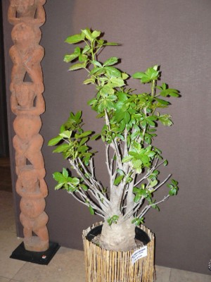 P1070849.JPG (152.58 Kio) Consulté 48326 fois P1070849.JPG