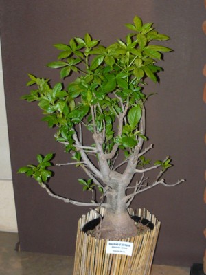 P1070847.JPG (156.62 Kio) Consulté 48306 fois P1070847.JPG