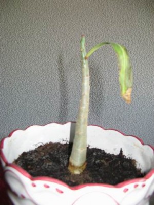 Baobab 1.JPG