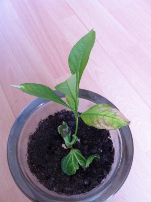 Photo 131.jpg (1.77 Mio) Consulté 40926 fois Photo 131.jpg