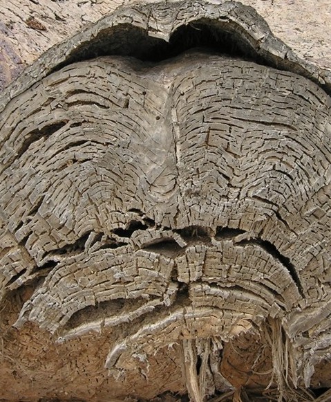 cernes detail baobab