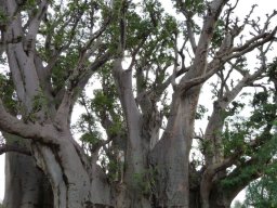 37ff0c69-7185-421b-d9c8-3ad03cfe746a